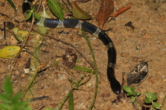 Bungarus multicinctus