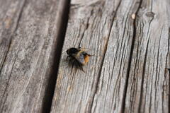 Bombus hypocrita