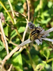 Helophilus trivittatus