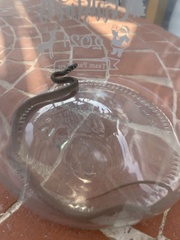 Hierophis viridiflavus