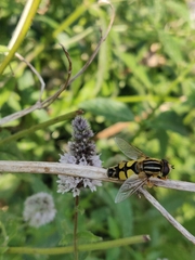 Helophilus trivittatus