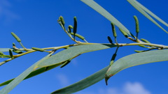 Acacia signata