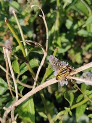 Helophilus trivittatus