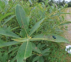 Plagiodera versicolora