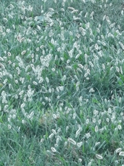 Polypogon monspeliensis