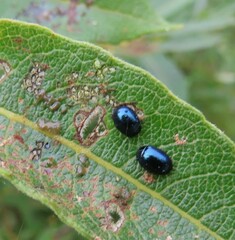 Plagiodera versicolora