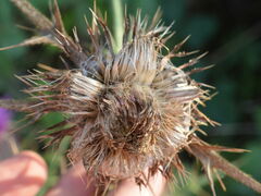 Cirsium ligulare