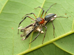 Euophryini