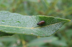 Plagiodera versicolora