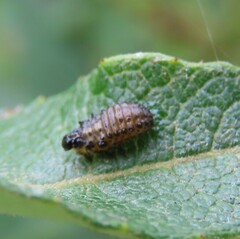 Plagiodera versicolora