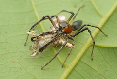 Euophryini