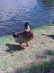 Anas platyrhynchos domesticus