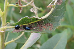 Plagiodera versicolora