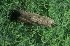 Phycitodes binaevella