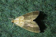 Agrotera nemoralis
