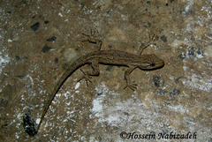 Mediodactylus russowii