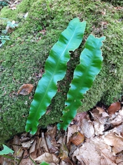 Asplenium scolopendrium