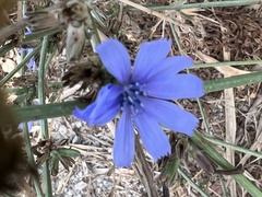 Cichorium intybus