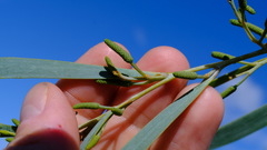 Acacia signata