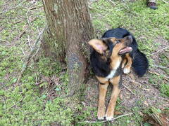 Protopannaria pezizoides