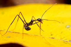 Aphaenogaster dromedaria