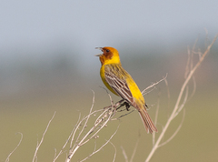 Emberiza bruniceps