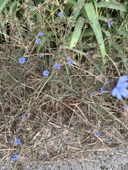Cichorium intybus