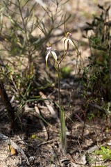 Caladenia longicauda