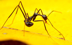 Aphaenogaster dromedaria