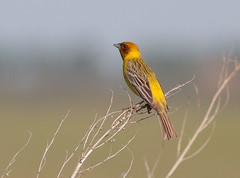 Emberiza bruniceps