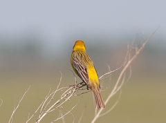 Emberiza bruniceps