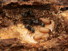 Myrma