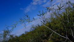 Acacia signata