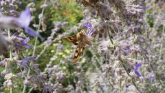 Heliothis