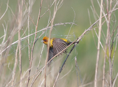 Emberiza bruniceps