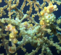 Hippocampus bargibanti