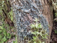 Protopannaria pezizoides