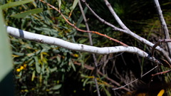 Acacia signata