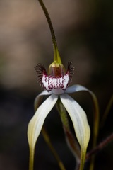 Caladenia longicauda