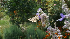 Heliothis