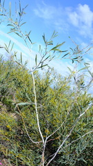 Acacia signata