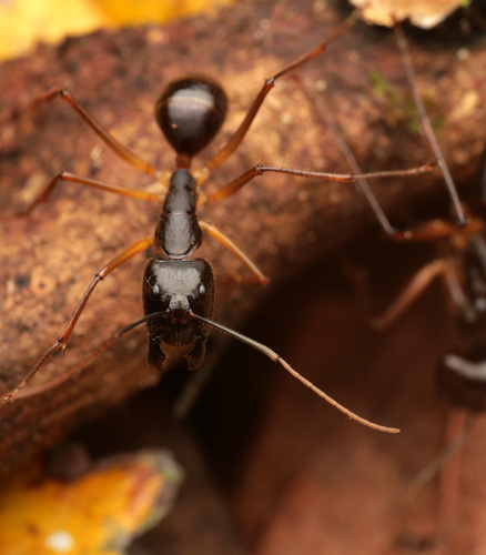 新几内亚弓背蚁（矩头亚种）Camponotus dorycus recticeps