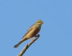 Emberiza hortulana