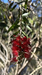 Melaleuca