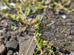 Polygonum