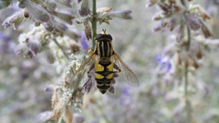 Helophilus trivittatus
