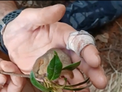 Muscardinus avellanarius