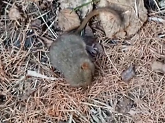 Muscardinus avellanarius