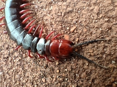 Cormocephalus