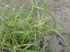 Cyperus michelianus
